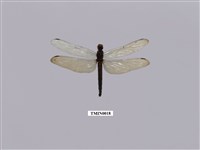 藏品(鼎脈蜻蜓)的圖片